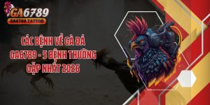Các Bệnh Về Gà Đá GA6789 - 5 Bệnh Thường Gặp Nhất 2026