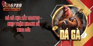 Đá Gà Cựa Sắt GA6789 - Nhịp Trận Nhanh Dễ Theo Dõi