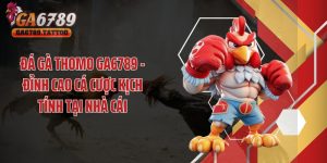 Đá Gà Thomo GA6789 - Đỉnh Cao Cá Cược Kịch Tính Tại Nhà Cái